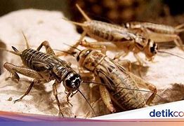 Bunyi Suara Jangkrik Adalah